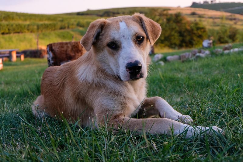 Dog in Nature Photo | Download free images from Mystock